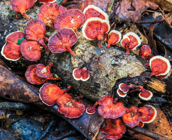 Азиатские грибы в лесу — стоковое фото