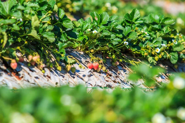 Jardín de fresas en Doi Ang Khang — Foto de Stock