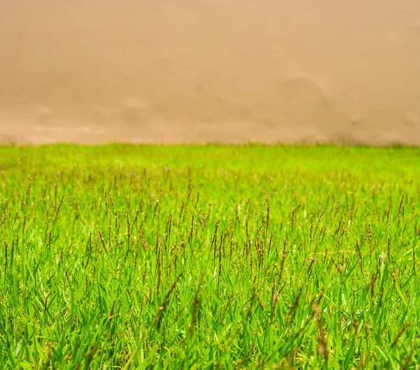 Green grass over wall — Stock Photo, Image