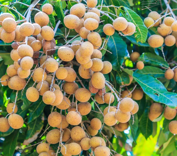 Longan meyve meyve bahçesi — Stok fotoğraf