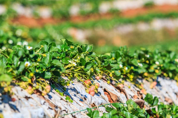 Strawberry garden at Doi Ang Khang — Stock Photo, Image