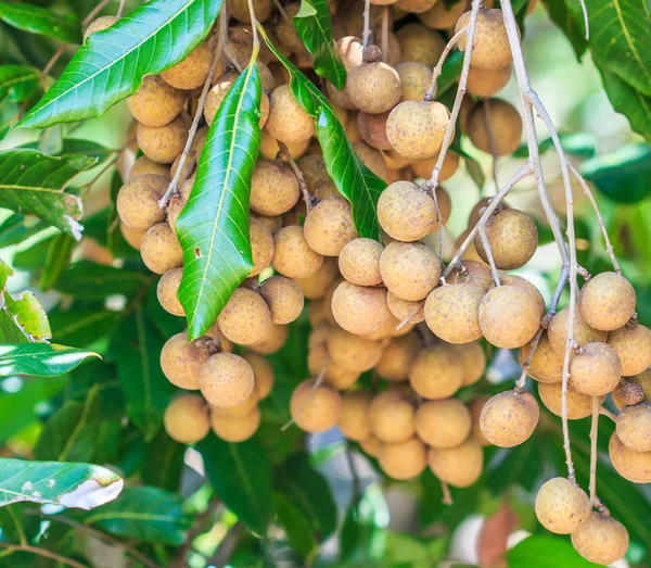 Longan fruits in orchard — Stock Photo, Image