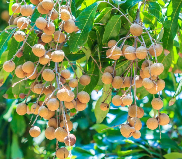 Лонганские фрукты в саду — стоковое фото