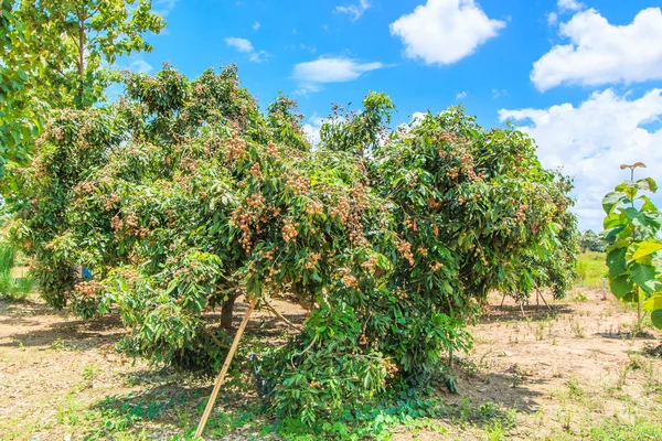 Longan owoce w sadzie — Zdjęcie stockowe