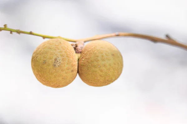 Ovoce Longan v sadech — Stock fotografie
