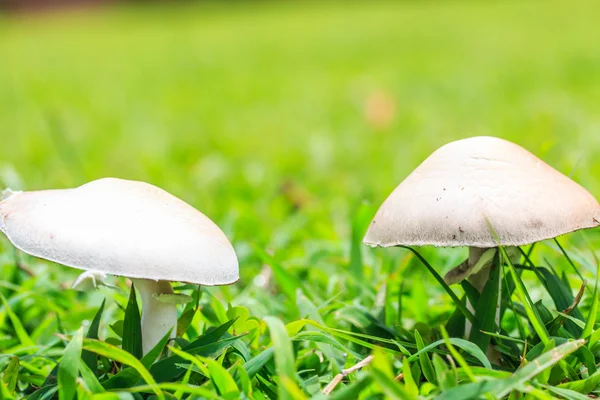 Fungos Cogumelos na grama — Fotografia de Stock