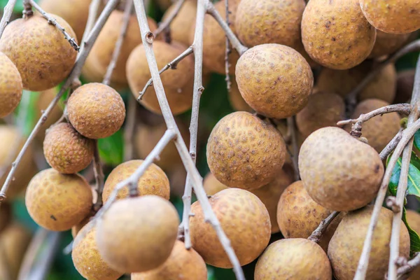 Frutas longanas en huerto —  Fotos de Stock