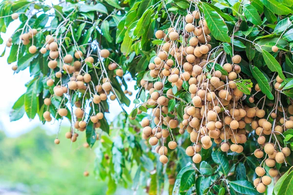 Longan meyve meyve bahçesi — Stok fotoğraf