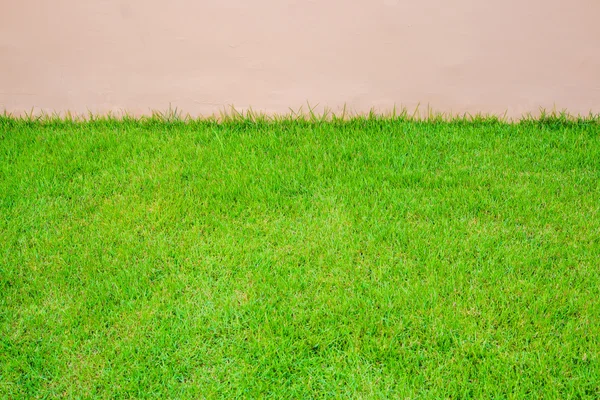 Yeşil çimen duvardan — Stok fotoğraf