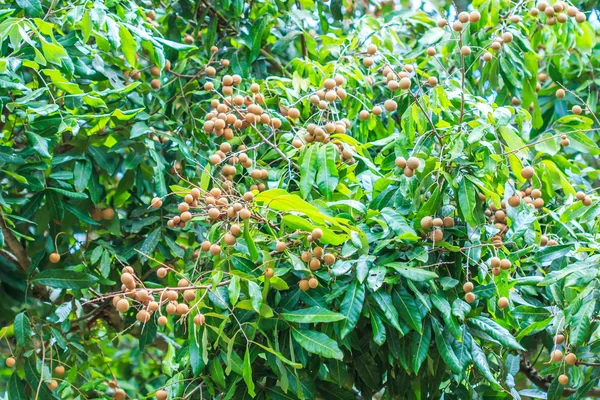 Frutas longanas en huerto —  Fotos de Stock