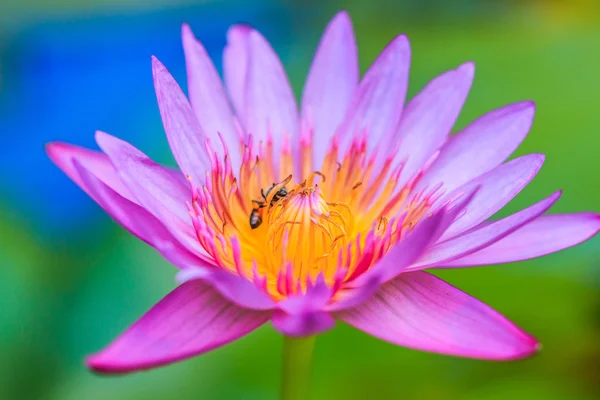 Blooming Lotus flower — Stock Photo, Image