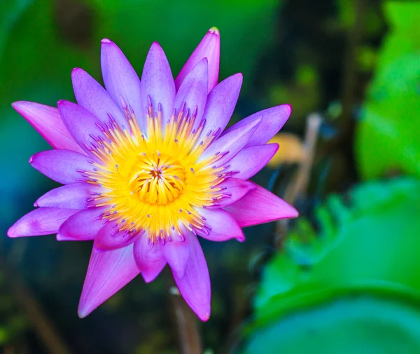 Blooming Lotus flower — Stock Photo, Image