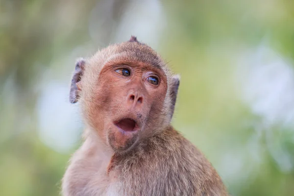 Krabbenfressende Makaken — Stockfoto