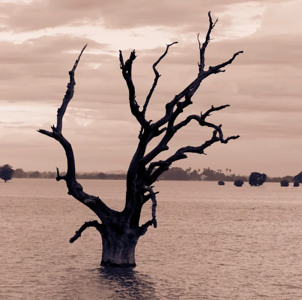 Árbol muerto en el agua — Foto de Stock