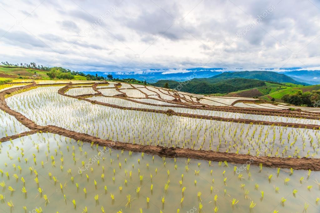 rice fields at Thailand