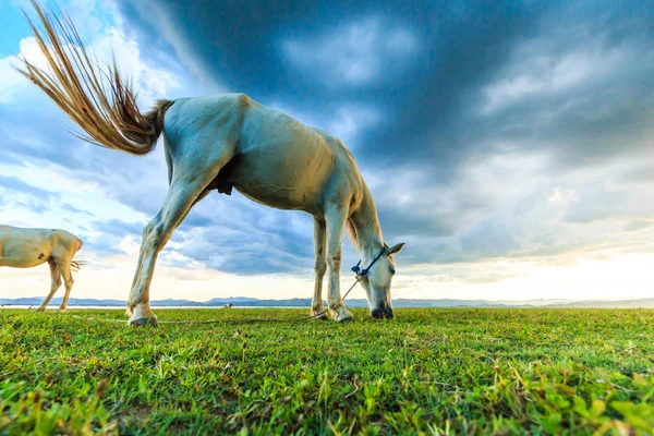 Horses grazing on pasture — Stock Photo, Image