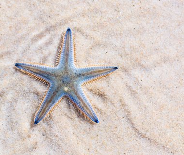 Denizyıldızı plaj sahil üzerinde
