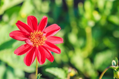 çiçek açan dahlia çiçeği