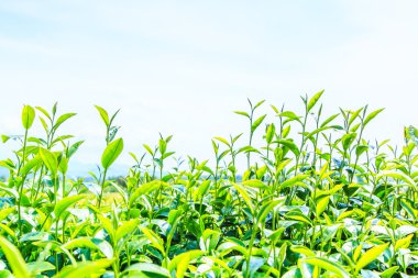 yeşil çay yaprakları