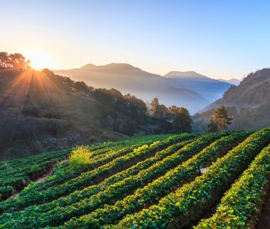 Çilek bahçesi Doi Ang Khang, Chiang Mai, Tayland