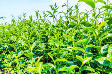 yeşil çay yaprakları