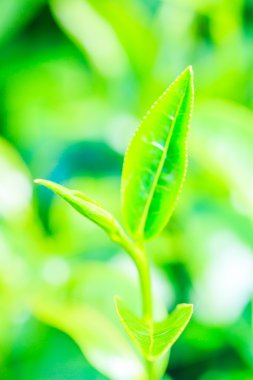 yeşil çay yaprakları