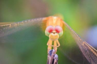 Yusufçuk böcek yakın çekim