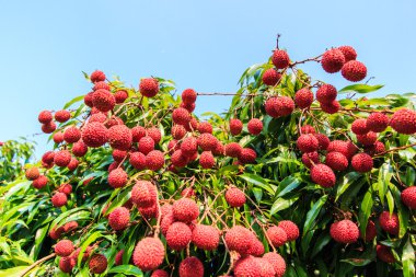 Lychee tropical fruits clipart
