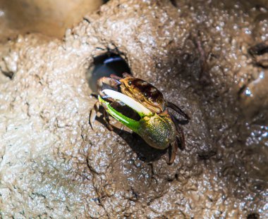 crab mangrove in forest