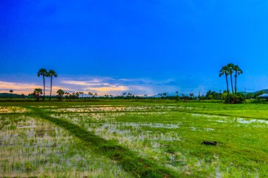 pirinç çeltik tarlaları