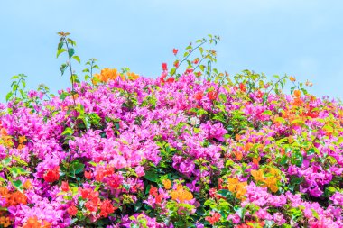 Bougainvillea çiçek çiçeklenme