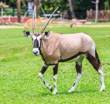 Oryx gazella vahşi hayvan
