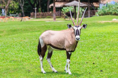 Oryx gazella vahşi hayvan