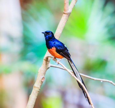 Saksağan yabani kuş