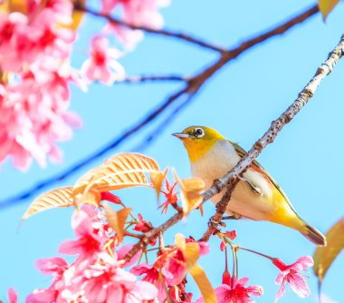 White-Eye kuş ağaç üzerinde