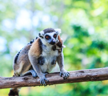 Ring-Tailed Lemurlar