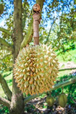 Durian tropikal meyveler