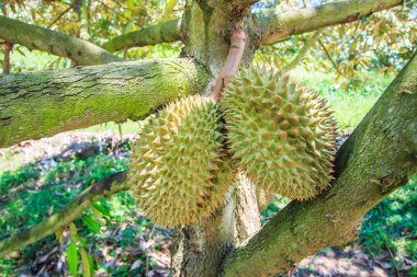 Durian tropikal meyveler