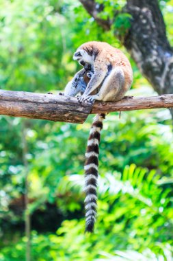 Ring-Tailed Lemurlar