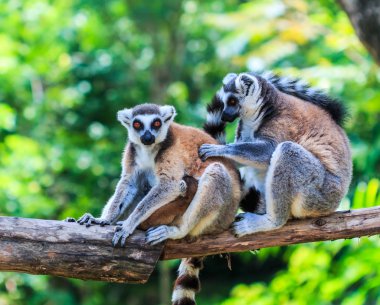 Ring-Tailed Lemurlar