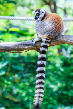 Ring-Tailed lemur catta