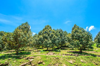 Durian tropikal meyveler