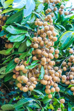 Tropikal meyve longan meyve bahçesi