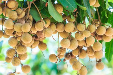 Tropikal meyve longan meyve bahçesi