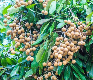Tropikal meyve longan meyve bahçesi