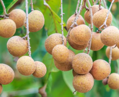 Tropikal meyve longan meyve bahçesi