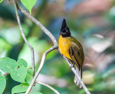 Siyah ibikli bülbül kuşu