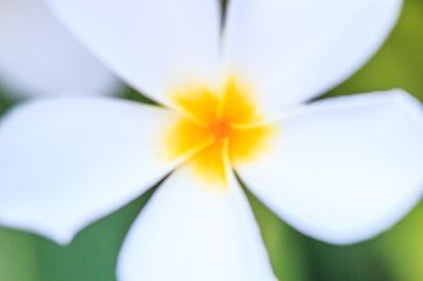 plumeria çiçek çiçeklenme