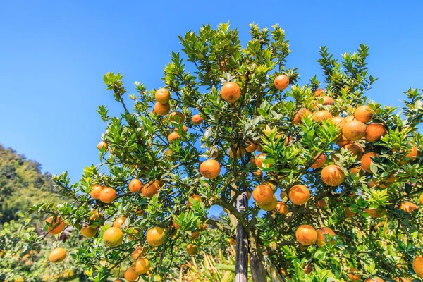 Dojrzałe mandarynki w sadzie — Zdjęcie stockowe