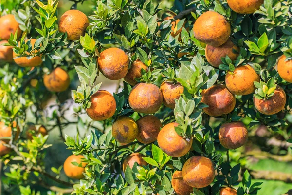 Ripe tangerines in orchard — Stock Photo, Image